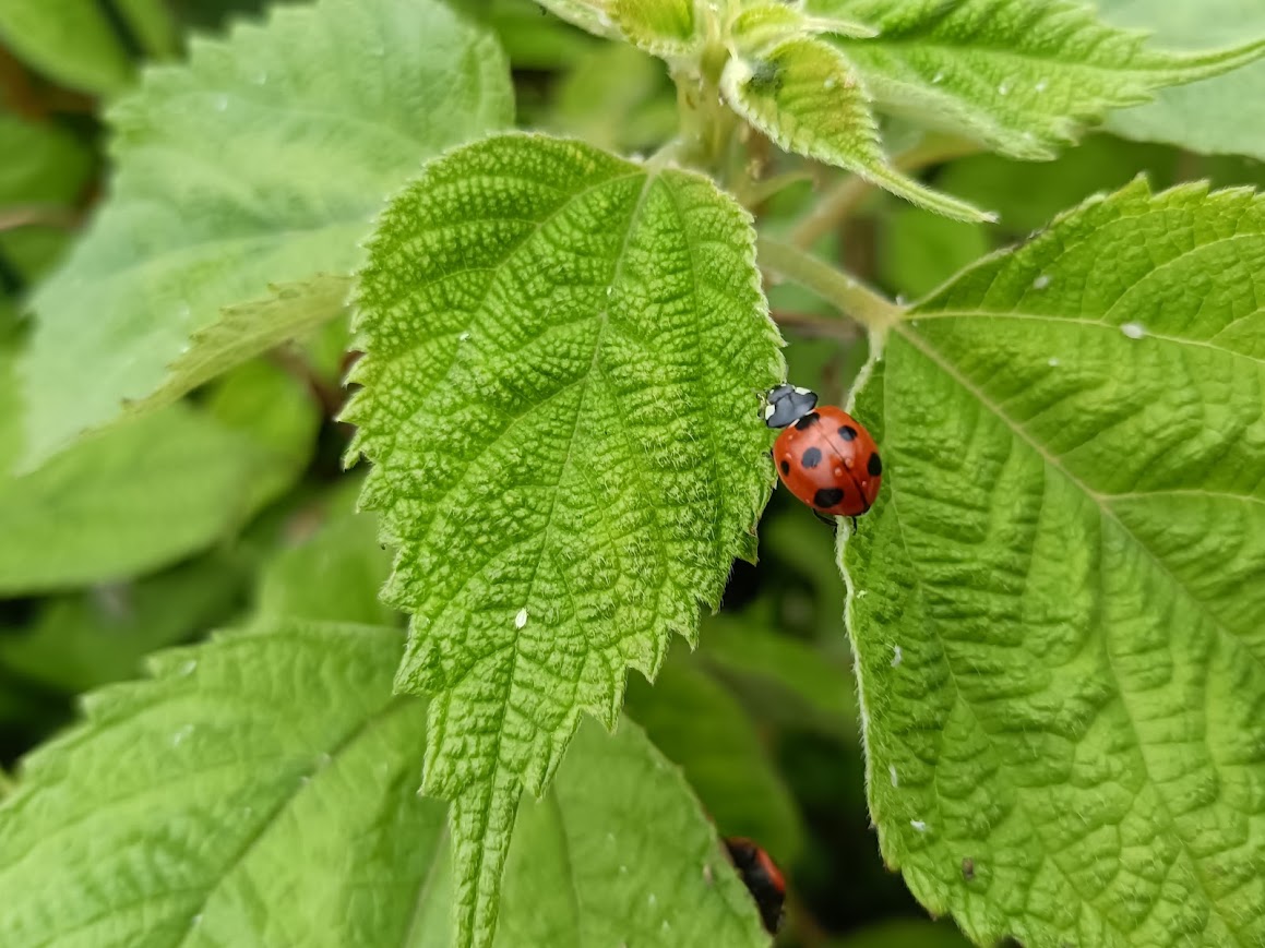 お散歩中のてんとう虫